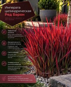 Императа Ред Барон (цилиндрическая)